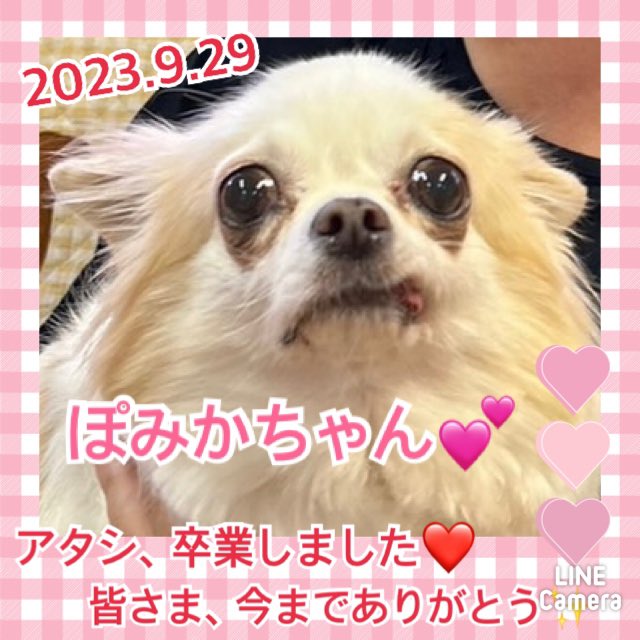 【運命の赤い糸見～つけた💓トイプードルのウィルジー君💕、ロングコートチワワのぽみかちゃん💕】2023,9,29